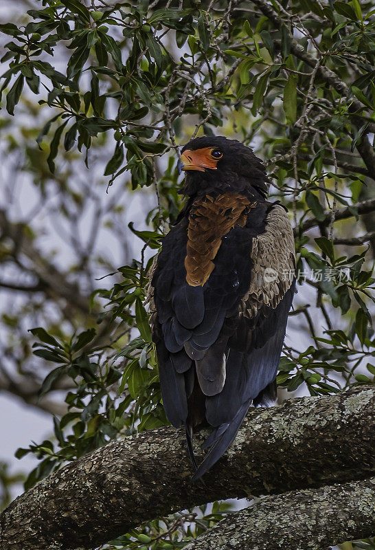 bateleur (Terathopius ecaudatus)是鹰科的一种中型鹰。肯尼亚马赛马拉国家保护区。